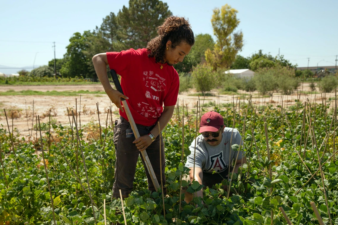 Two people gardening in a sunny field, one standing with a shovel and the other kneeling and examining plants, with trees and clear sky in the background.